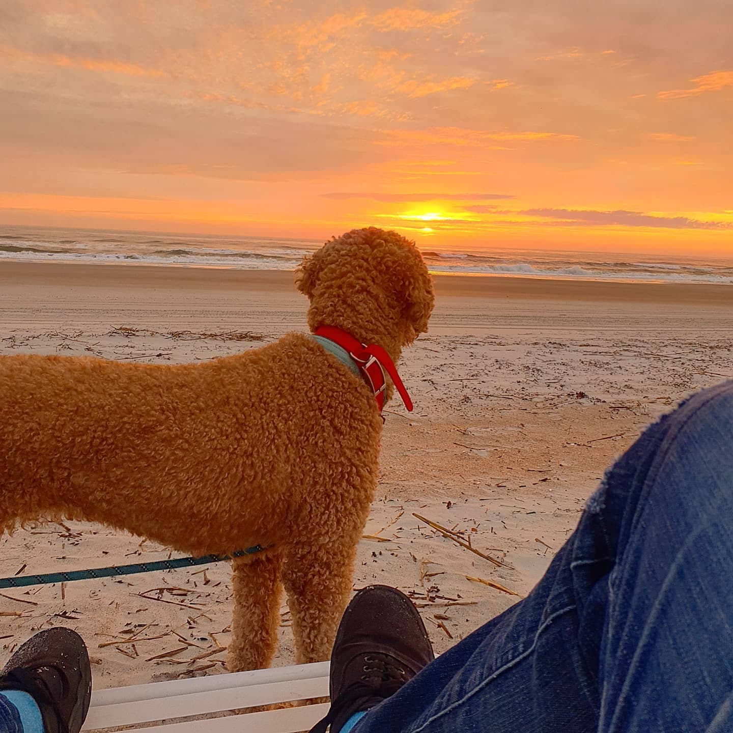 A goldendoodle watching the sunrise from the beach