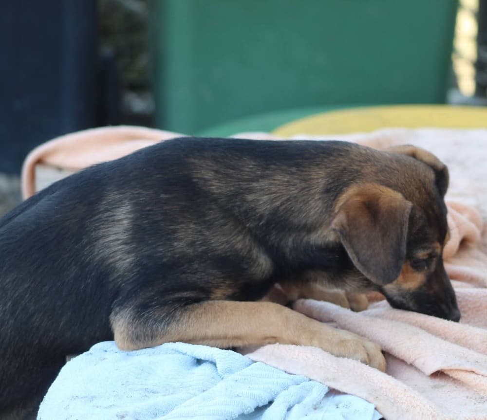 ❤️Juno❤️ photo 7