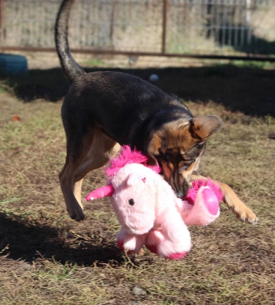 ❤️Juno❤️ photo 5