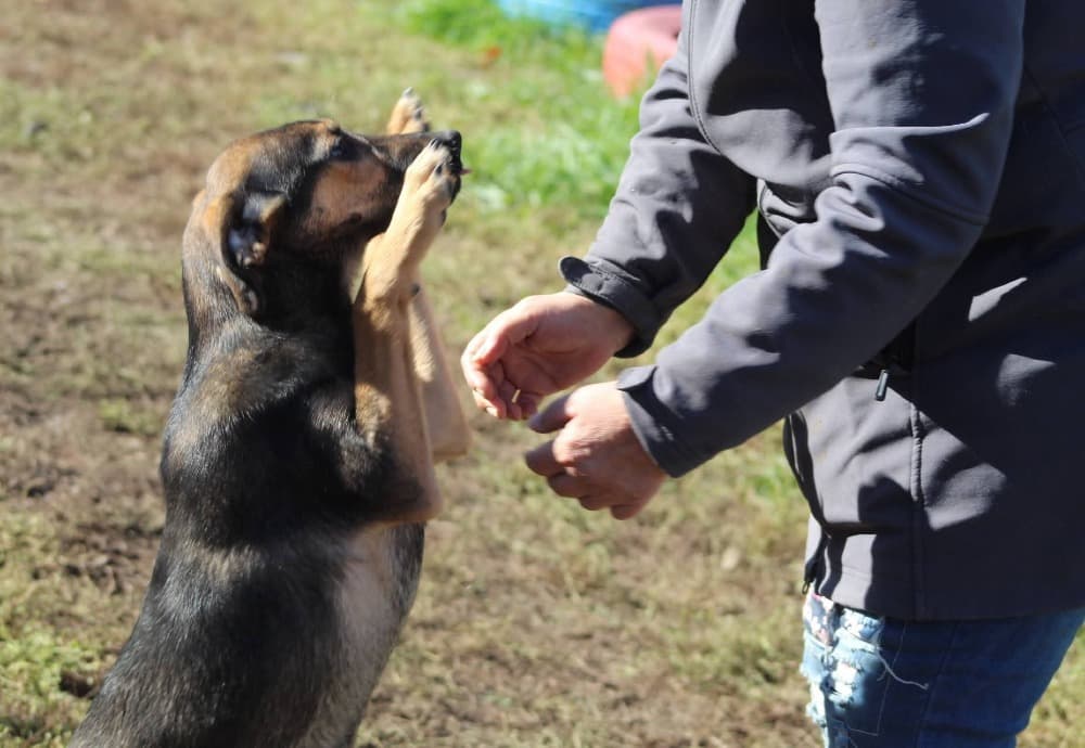 ❤️Juno❤️ photo 2