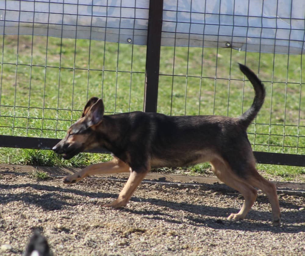 ❤️Juno❤️ photo 8