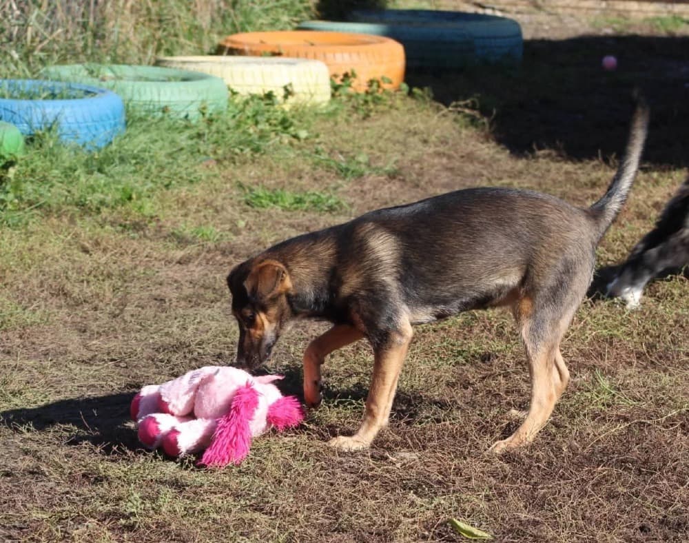 ❤️Juno❤️ photo 6