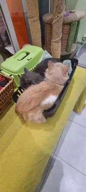 Starsky Hutch, male Mixed Breed for adoption at ARPA Nice — photo 3 of 9