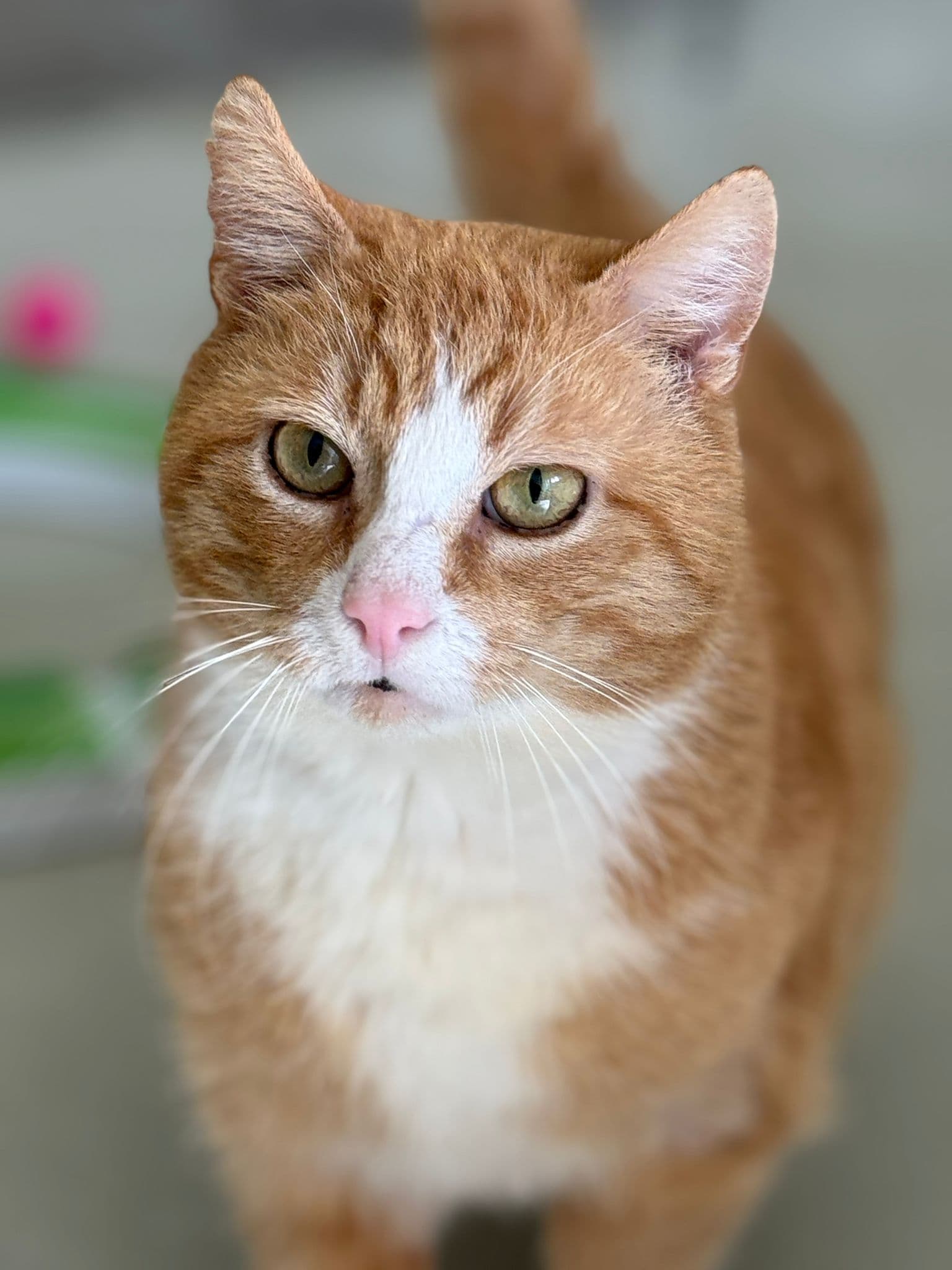 Fedde, male European Shorthair for adoption at Dierentehuis Zeist