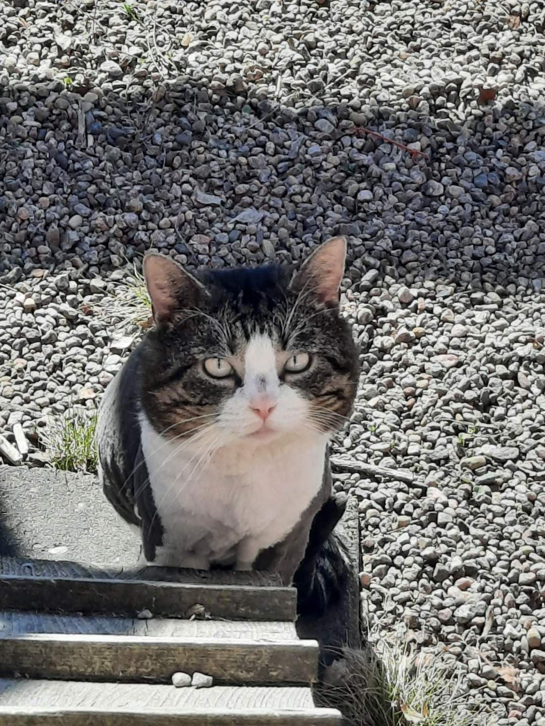 Bosse (2), male mixed breed for adoption at Djurens Vanner Goteborg, Djurens Vanner Goteborg photo 6