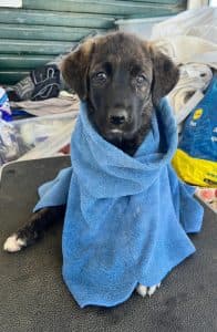 Nono, female Mixed Breed for adoption at Dogs N Homes Rescue, London — photo 2 of 6