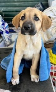 Nika, female Mixed Breed for adoption at Dogs N Homes Rescue, London — photo 8 of 9