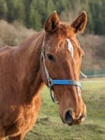 Perle,  mixed breed for adoption at Eifelhof Frankenau (BMT)
