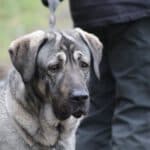 Ganz viel Liebe, female Mixed Breed for adoption at Eifelhof-Frankenau – Bund gegen Missbrauch der Tiere e.V.