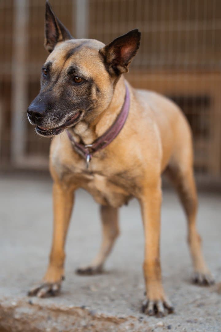 Rea, female German Shepherd for adoption at Hands4Animals e.V.