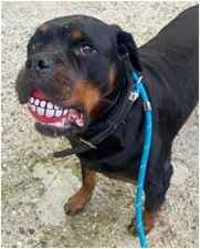 Kimi, female Rottweiler for adoption at Last Chance Animal Rescue, Edenbridge