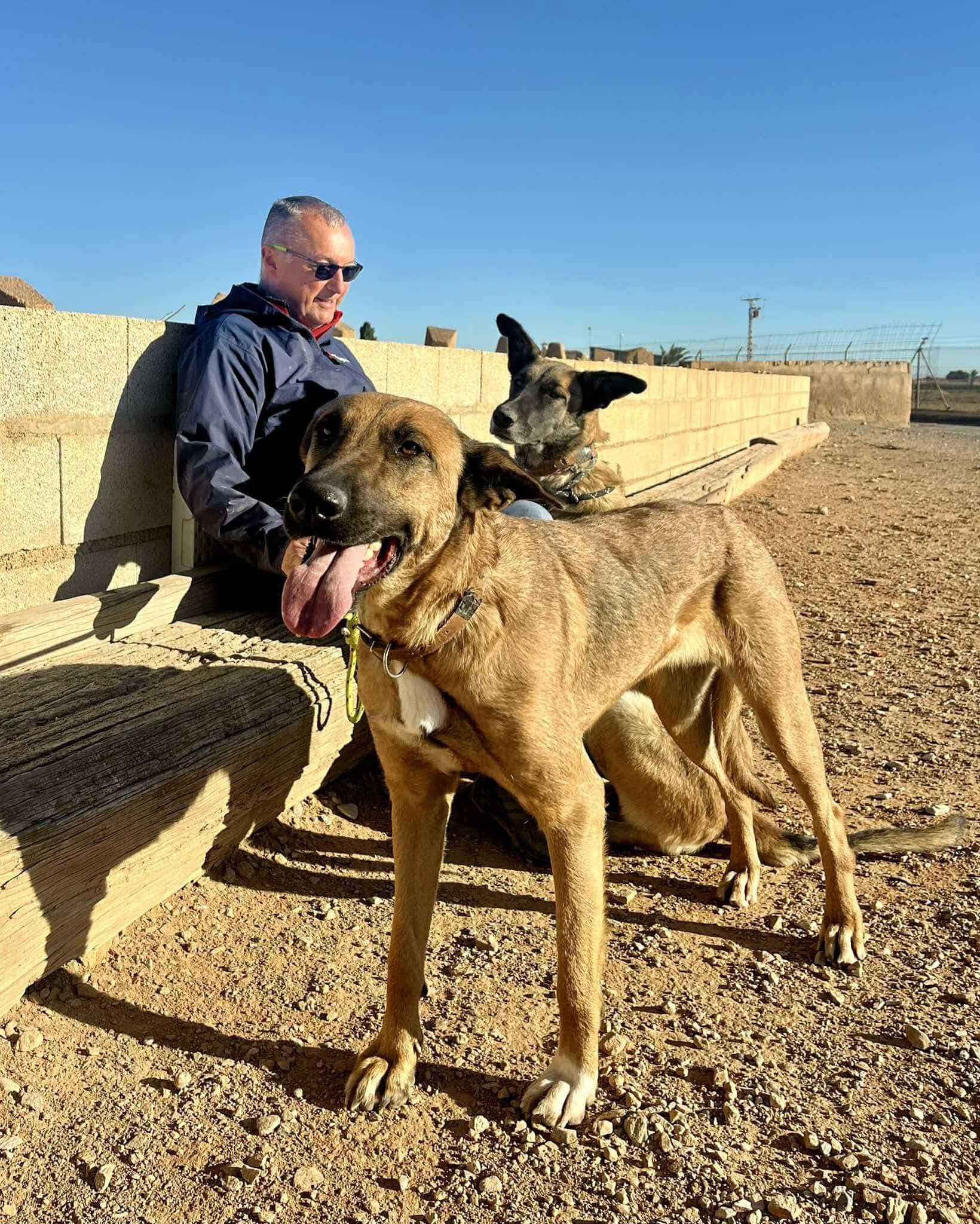 CHLOE, female Mixed Breed for adoption at Murcia), Lips Rescue photo 2