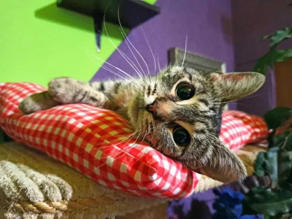 Kot Bursztynek Grzecznościowo,  Mixed Breed for adoption