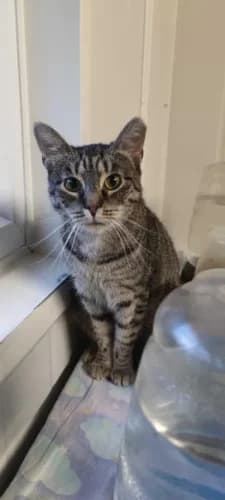 Kot Bursztynek Grzecznościowo,  Mixed Breed for adoption at Fundacja Medor photo 4