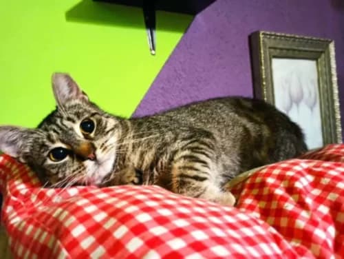 Kot Bursztynek Grzecznościowo,  Mixed Breed for adoption at Fundacja Medor photo 2