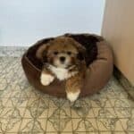 Shih Tzu Welpen photo 2