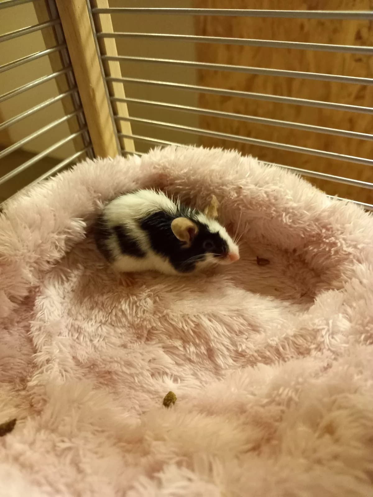 Farbmäuse, Domestic Mouse for adoption at Tierschutzverein für Tirol, Innsbruck