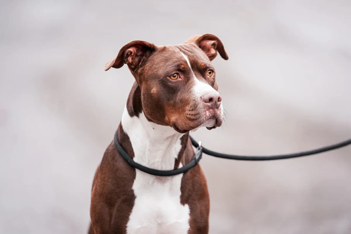 Amy, female 4yo Mixed Breed for adoption at Tierschutzverein für Tirol, Innsbruck