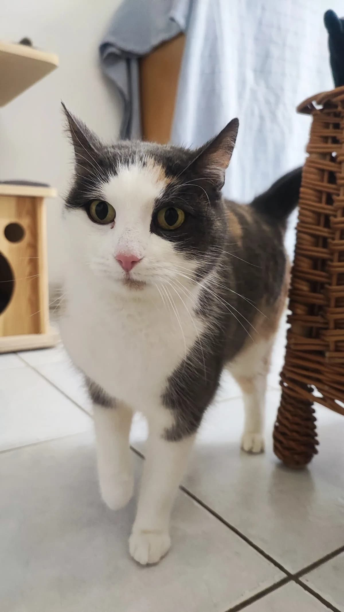 Schuschu, female senior Domestic Shorthair for adoption at Tierschutzverein für Tirol, Innsbruck
