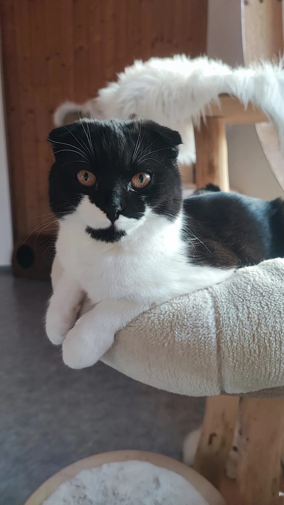 Schottisch Faltohr Katzen photo 2