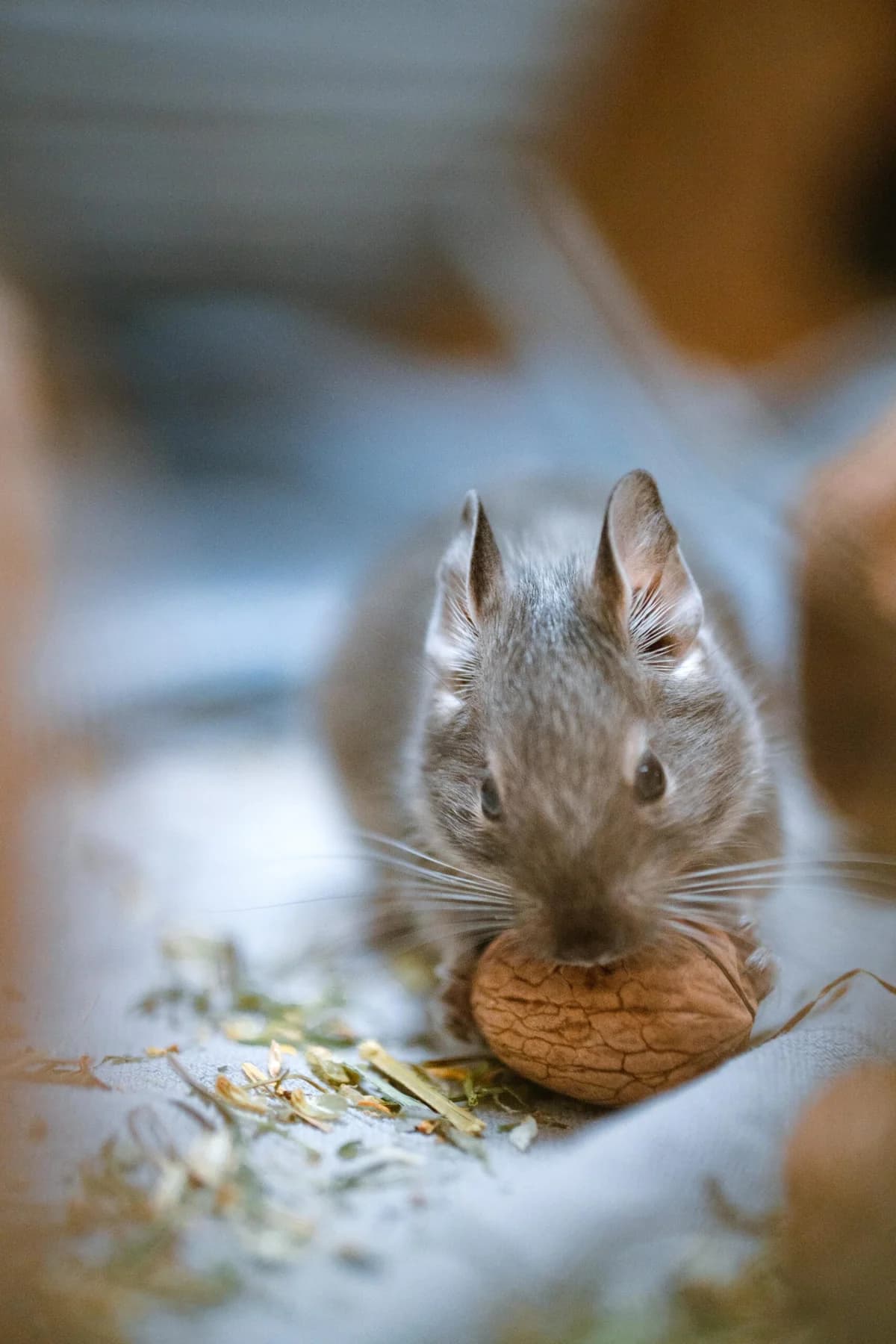 Degus,  Degu for adoption at Tierschutzverein für Tirol, Innsbruck