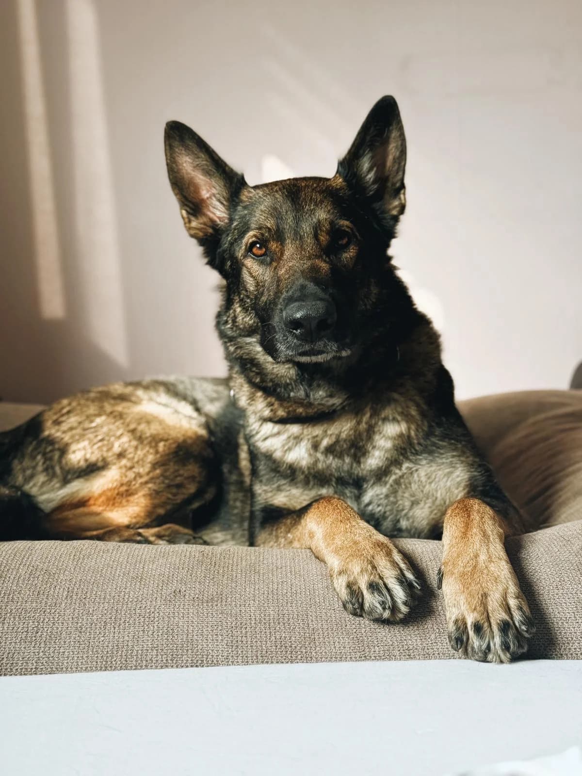 Mogli, male 5yo German Shepherd for adoption at Tierschutzverein für Tirol, Innsbruck