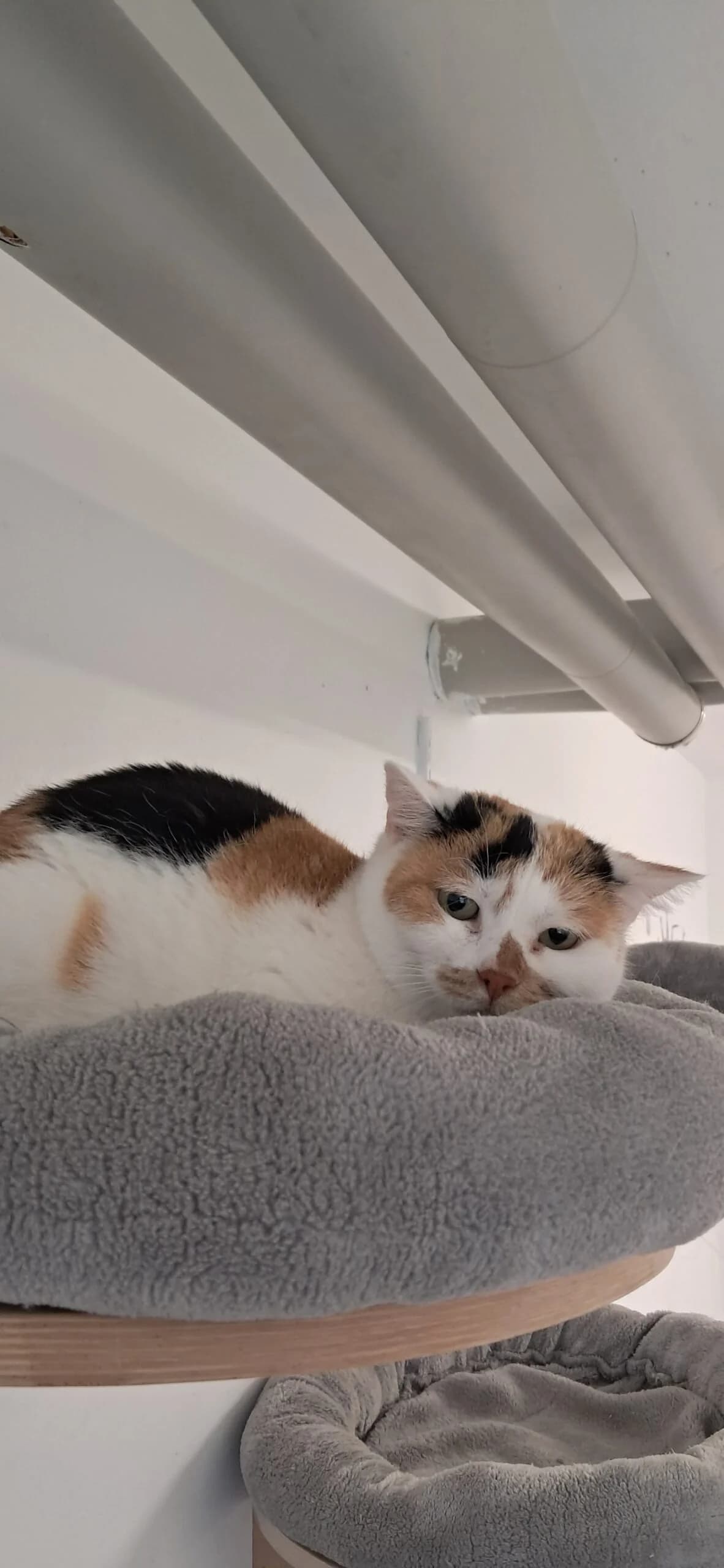 Anika & Minusch photo 2