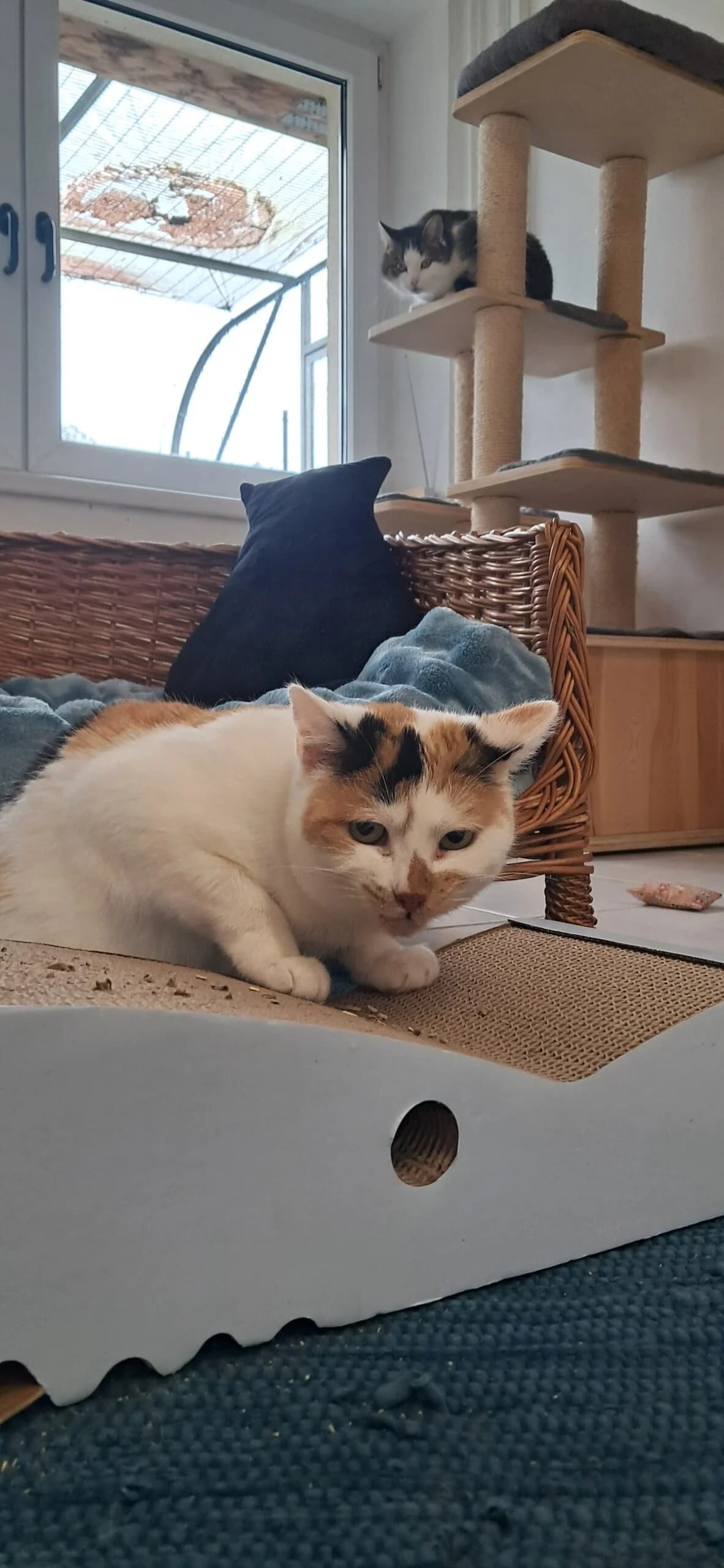 Anika & Minusch photo 3