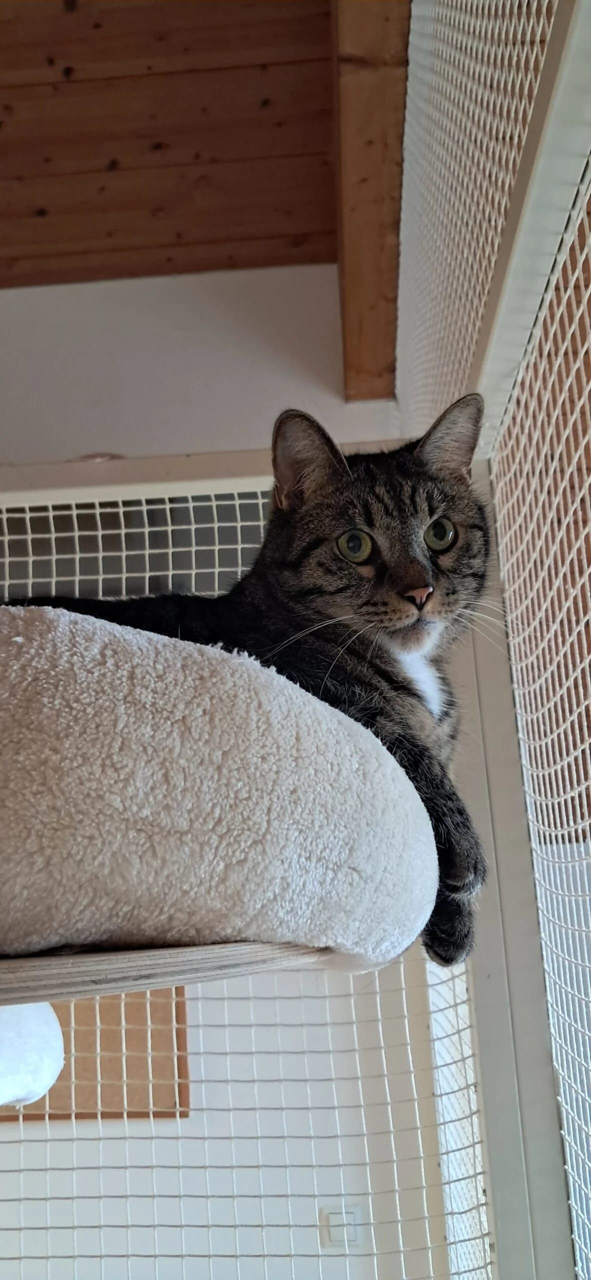 Fridolin & Frieda photo 2