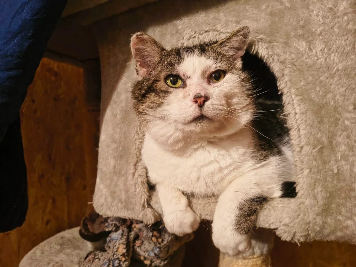 Felix, male Domestic Shorthair for adoption at Tierschutzverein für Tirol, Innsbruck
