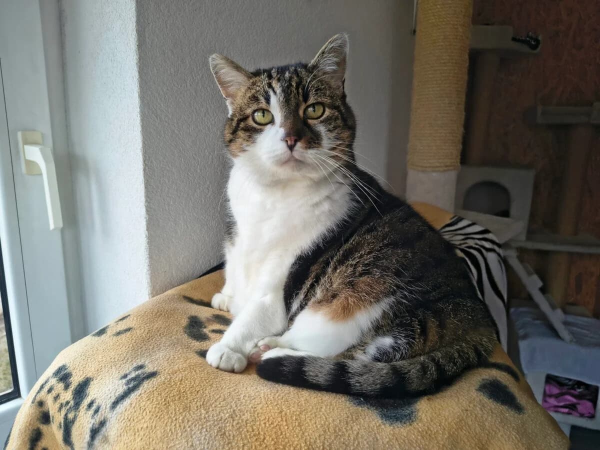 Nala,  senior mixed breed for adoption at Tierschutzverein für Tirol, Innsbruck