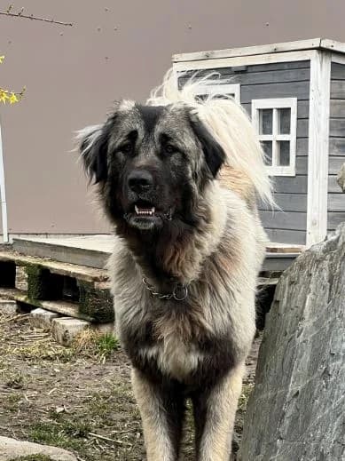 Mila, female young Caucasian Shepherd Dog for adoption at Tierschutzverein für Tirol, Innsbruck