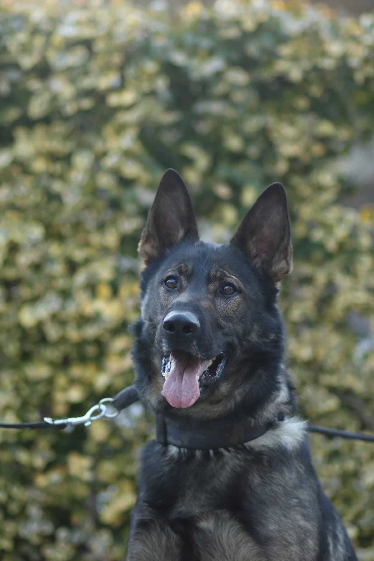 Eddy, male 4yo German Shepherd for adoption at Tierschutzverein für Tirol, Innsbruck