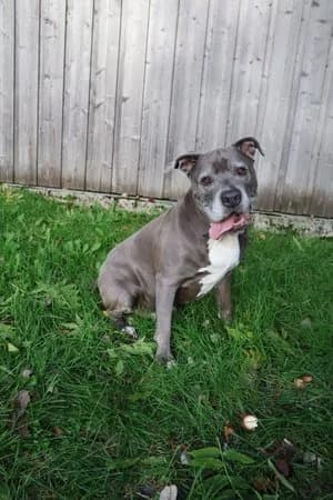 Tiger, blau-weiß male mixed breed for adoption at Tierheim Wels, Wels — photo 2 of 9