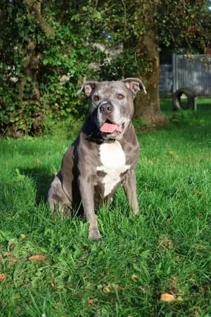 Tiger, blau-weiß male mixed breed for adoption at Tierheim Wels, Wels — photo 3 of 9