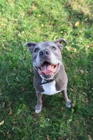 Tiger, blau-weiß male mixed breed for adoption at Tierheim Wels, Wels — photo 4 of 9