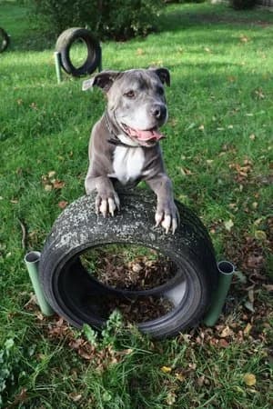 Tiger, blau-weiß male mixed breed for adoption at Tierheim Wels, Wels — photo 5 of 9
