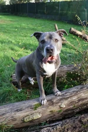 Tiger, blau-weiß male mixed breed for adoption at Tierheim Wels, Wels — photo 6 of 9