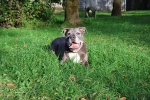 Tiger, blau-weiß male mixed breed for adoption at Tierheim Wels, Wels — photo 7 of 9