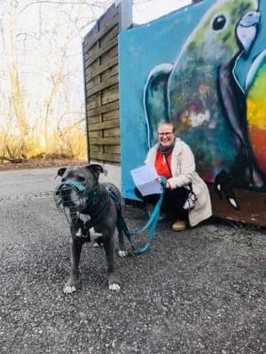 Tiger, blau-weiß male mixed breed for adoption at Tierheim Wels, Wels — photo 8 of 9