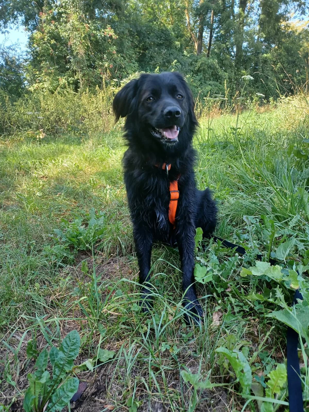 Cole, schwarz male 4yo Livestock Guardian Dog for adoption at Tierheim Wels, Wels
