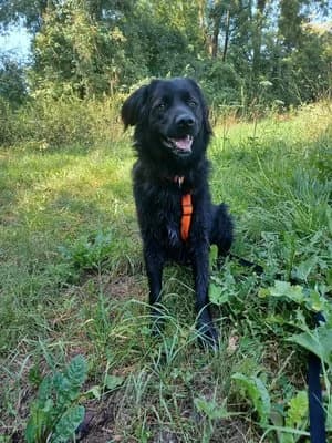 Cole, schwarz male Livestock Guardian Dog for adoption at Tierheim Wels, Wels — photo 2 of 8