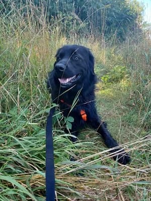 Cole, schwarz male Livestock Guardian Dog for adoption at Tierheim Wels, Wels — photo 3 of 8
