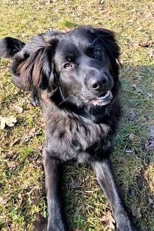 Cole, schwarz male Livestock Guardian Dog for adoption at Tierheim Wels, Wels — photo 5 of 8