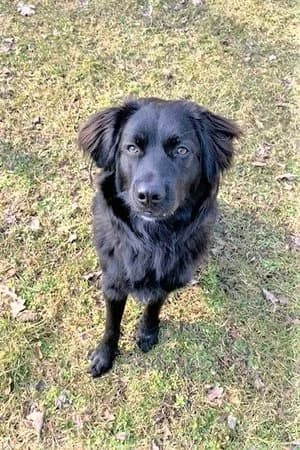 Cole, schwarz male Livestock Guardian Dog for adoption at Tierheim Wels, Wels — photo 6 of 8