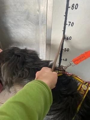 Cole, schwarz male Livestock Guardian Dog for adoption at Tierheim Wels, Wels — photo 8 of 8