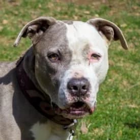 Manfred, male American Staffordshire Terrier for adoption at TIKO Tierschutzkompetenzzentrum, Klagenfurt