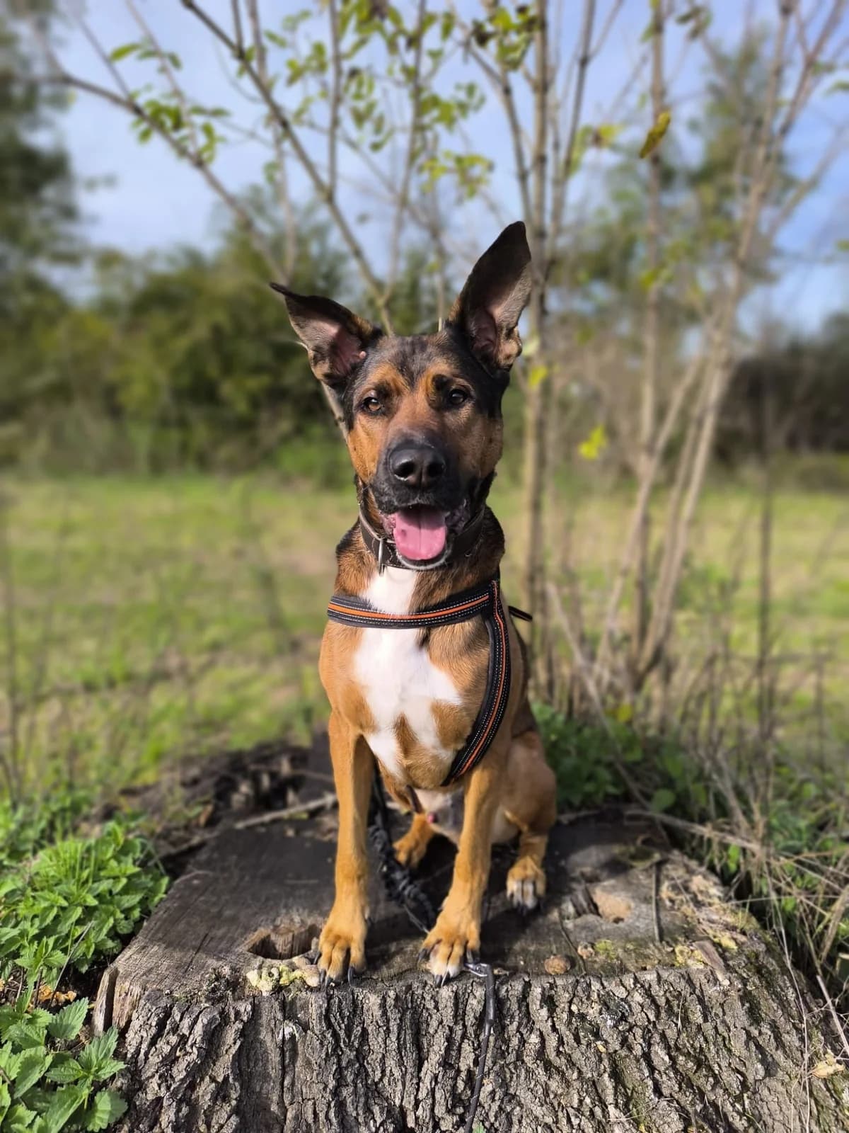 Zappa, braun male Mixed Breed for adoption at Tierheim Wels, Wels