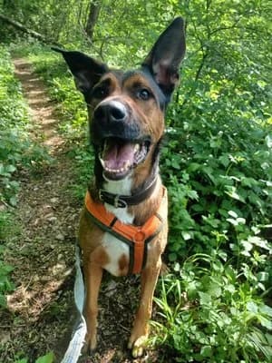 Zappa, braun male Mixed Breed for adoption at Tierheim Wels, Wels — photo 3 of 8
