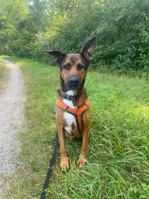Zappa, braun male Mixed Breed for adoption at Tierheim Wels, Wels — photo 4 of 8